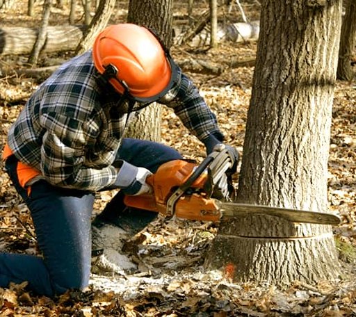 Tree Removal in Mode, IL